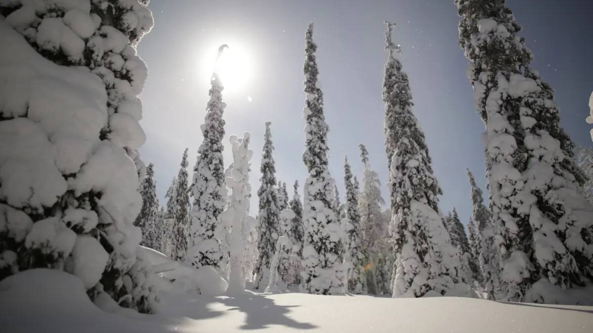 Yllas Finland Snow Covered Trees