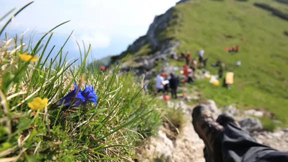 Lake Bohinj alpine flowers