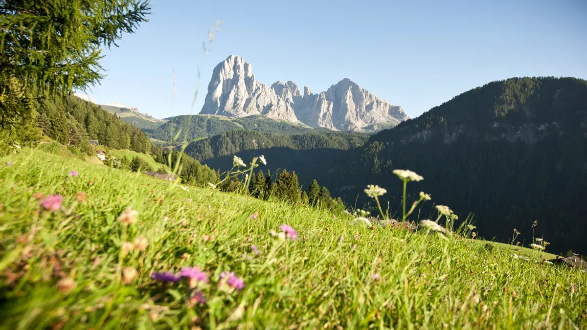 Ortisei Val Gardena Dolomites Wildflowers And Mountain Views