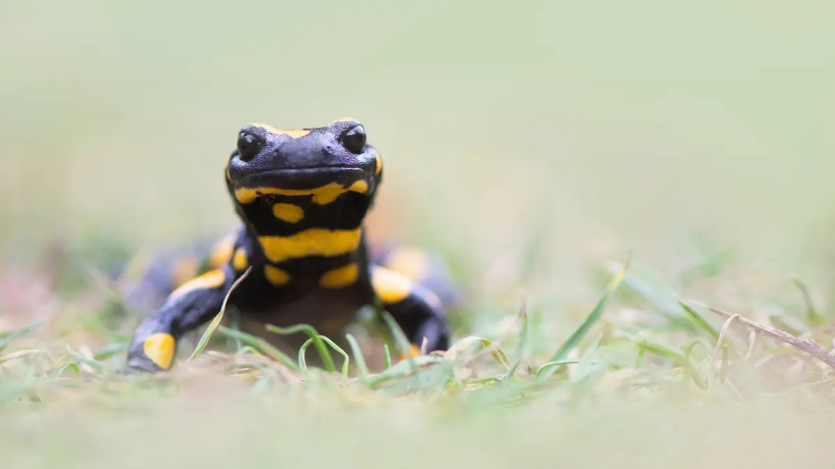 Fire Salamander