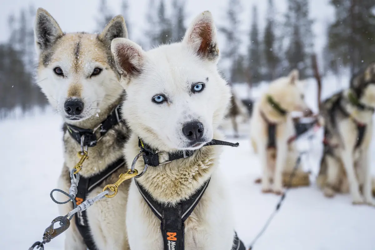 Saariselka Finland Star Arctic Husky 2