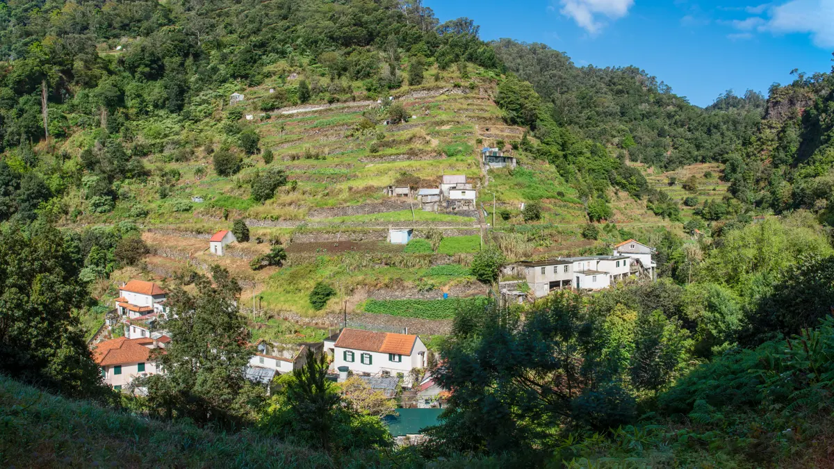 Madeira Mimosa Valley