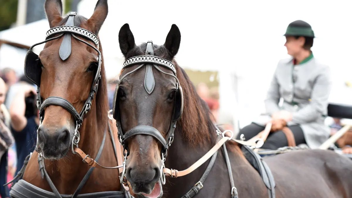 Austria Horse Drawn Carriage