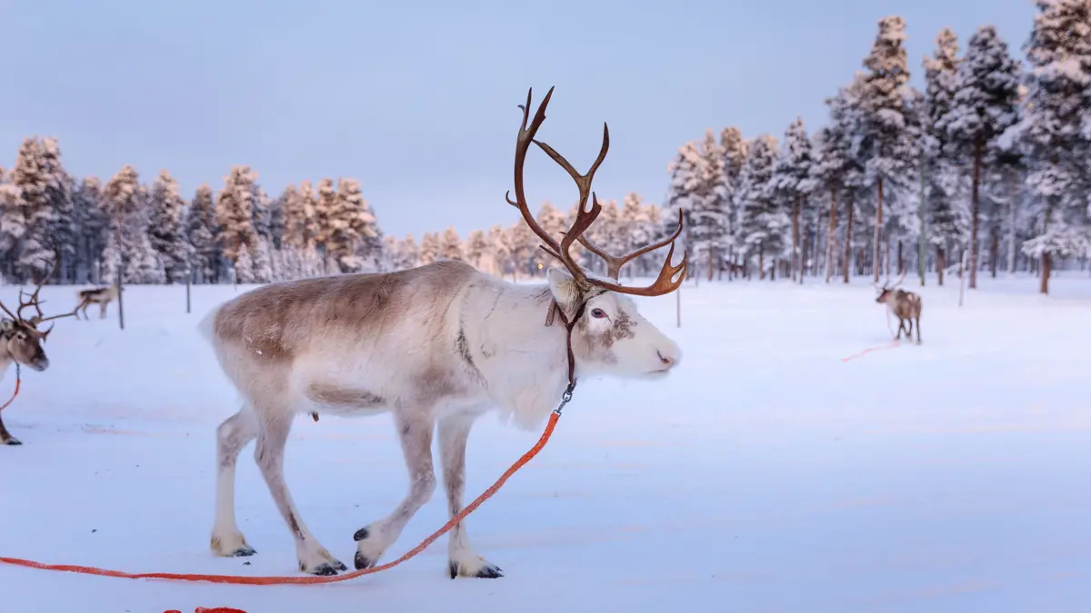 Wilderness Hotels Finland Reindeer