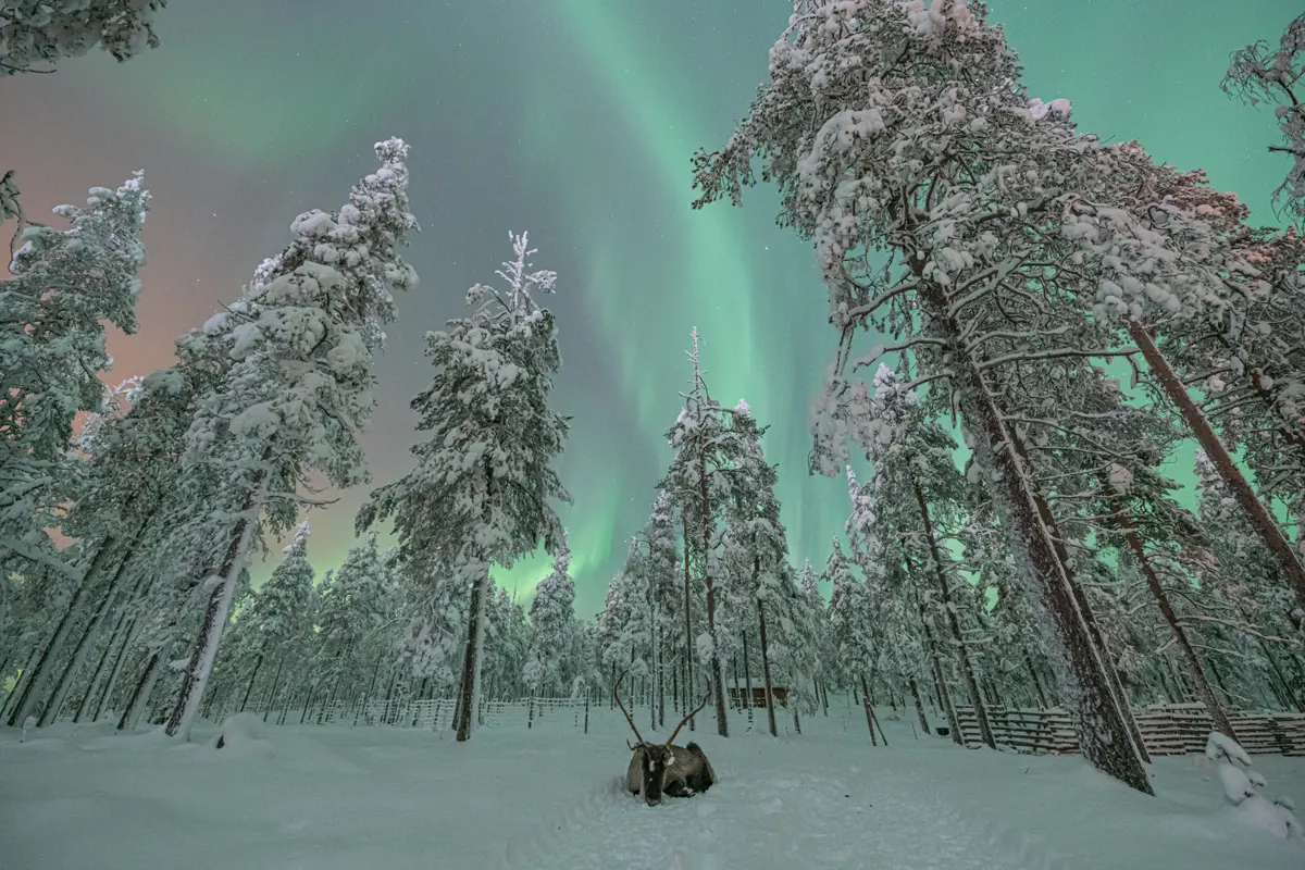 Reindeer Northern Lights Visit Levi
