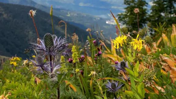 Lake Bohinj alpine flowers Slovenia