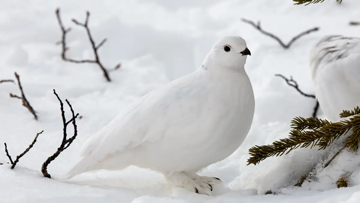 Guide Lapland Wonders Of Wildlife 2