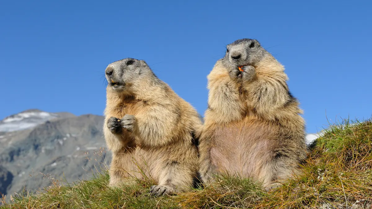 Marmots