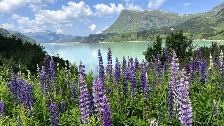 A scenic view of a landscape