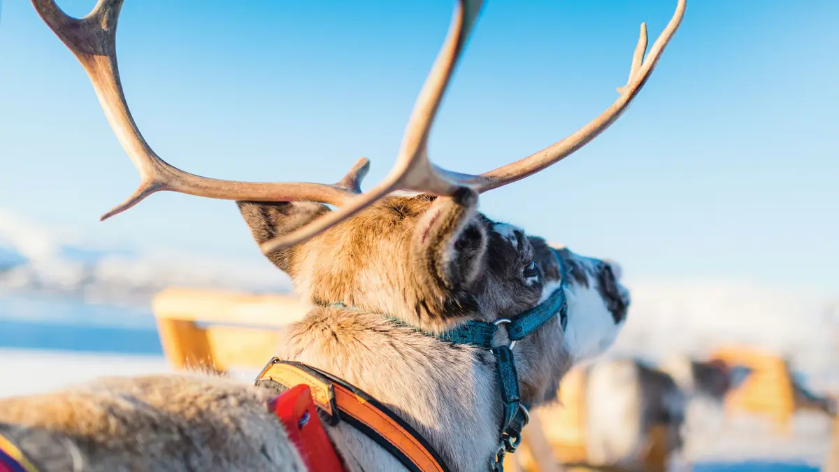 Finland Lapland Reindeer Headshot