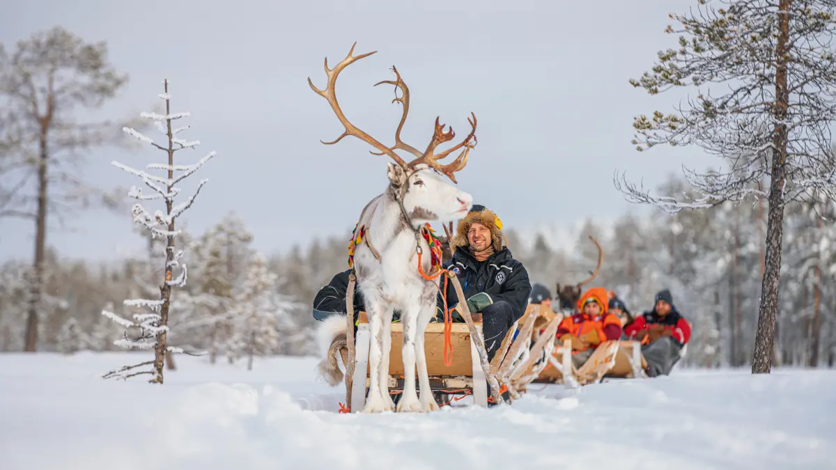 Harriniva Adventure Resort Muonio Reindeer Sleigh Ride.