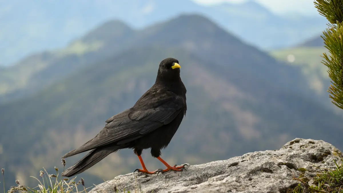 Alpine Chough