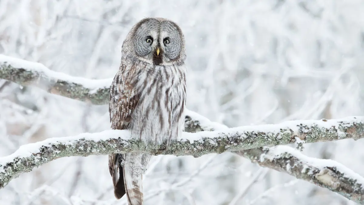 Guide Lapland Wonders Of Wildlife 3