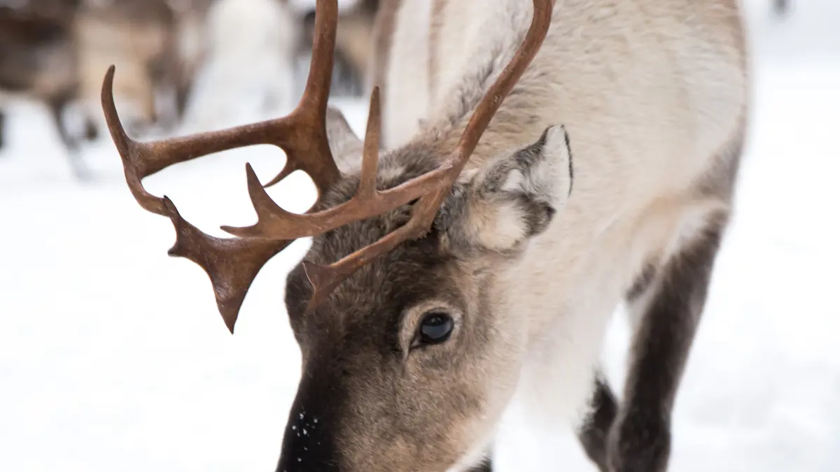Yllas Finland Reindeer (C) Visit Yllas.J 2