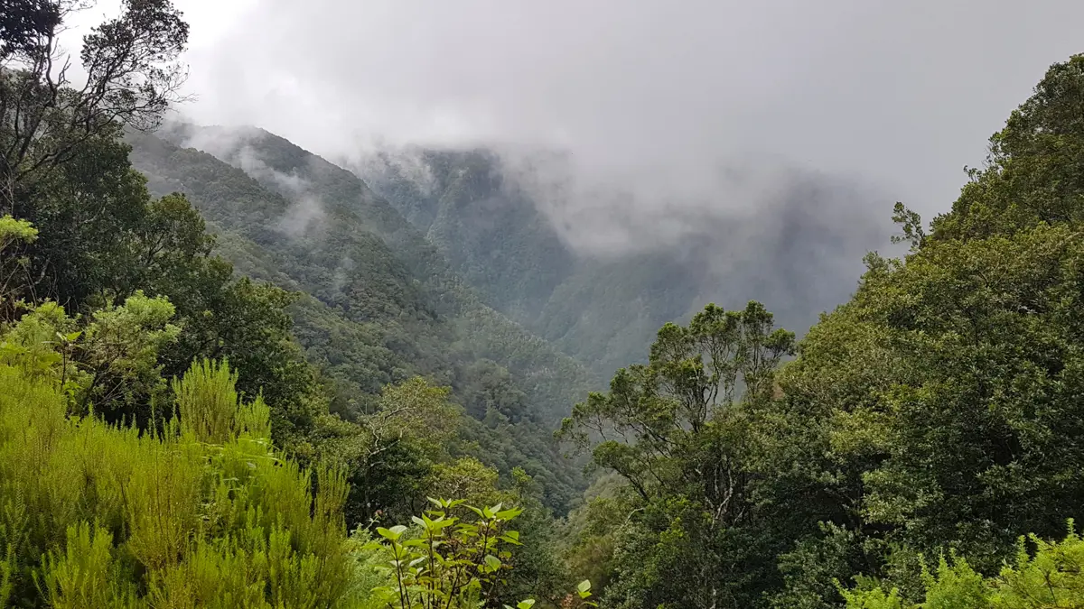 Madeira Ribeiro Frio National Park