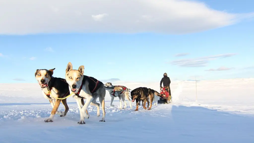 Geilo Norway Husky Sledding 5