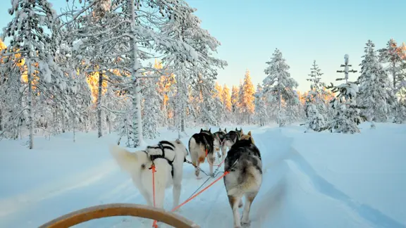 Lapland Excursion Husky 1