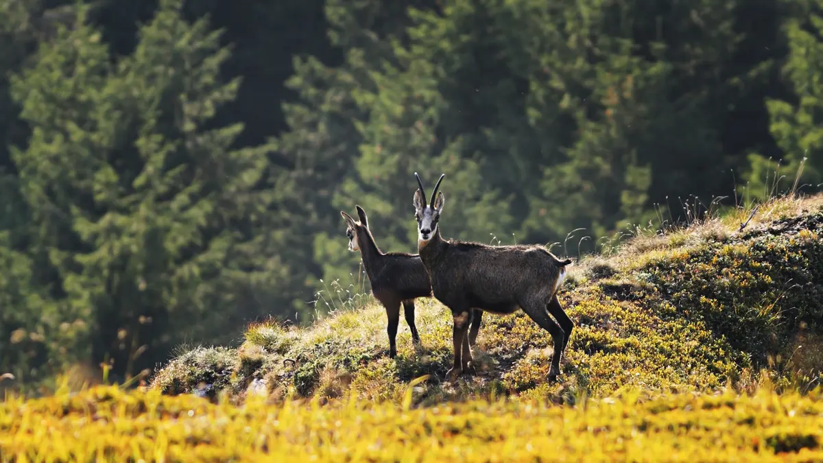 Chamoix Mountain Goat