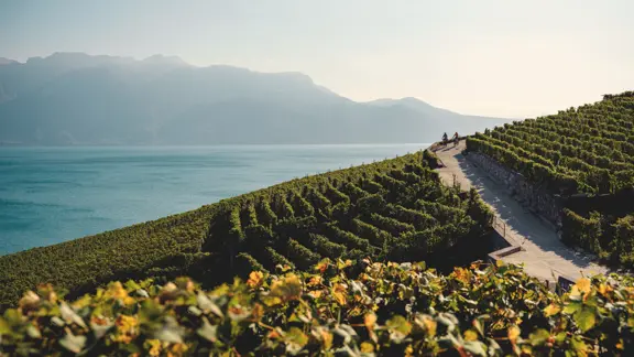 Montreux Cycling Through Lavaux Vineyards 