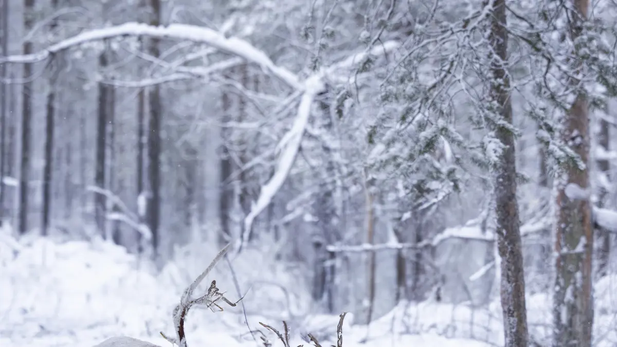 Guide Lapland Lapland Fact File 3