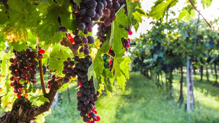 A scenic view of a landscape