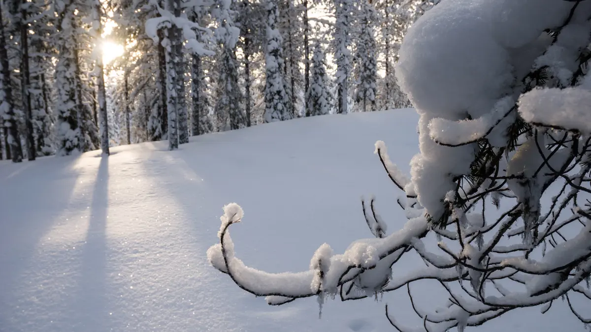Yllas Finland Snow Covered Trees (C) Adobe Stock