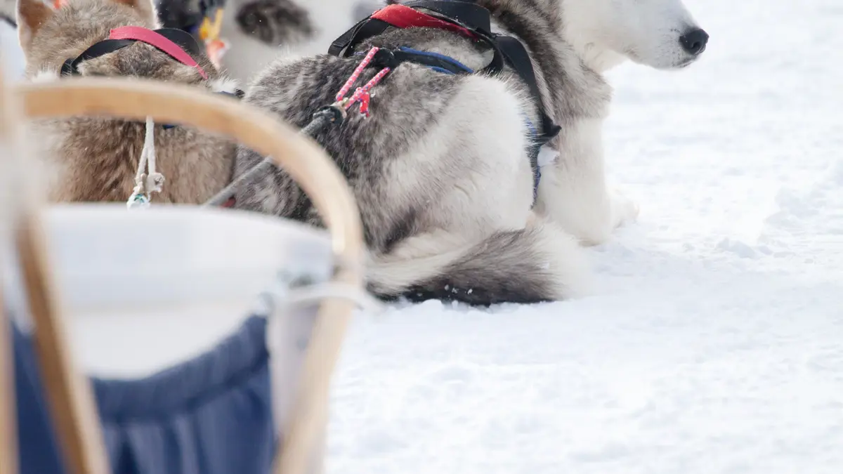 Lapland Excursion Husky 3