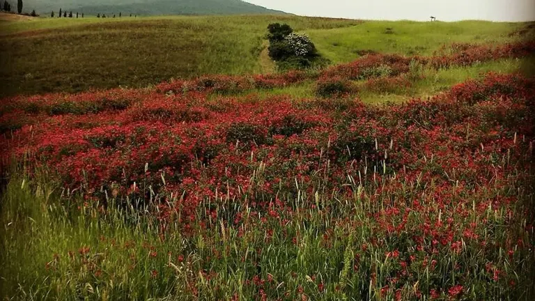 A scenic view of a landscape