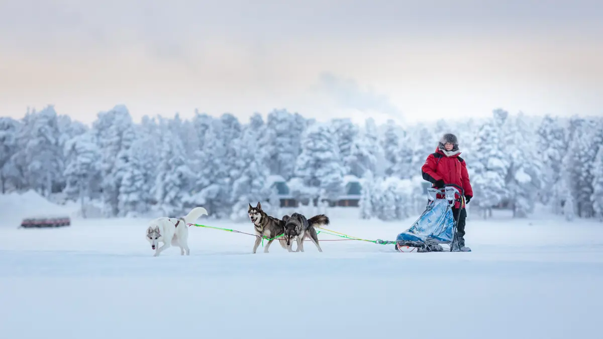 Wilderness Hotels Finland Husky Sledding