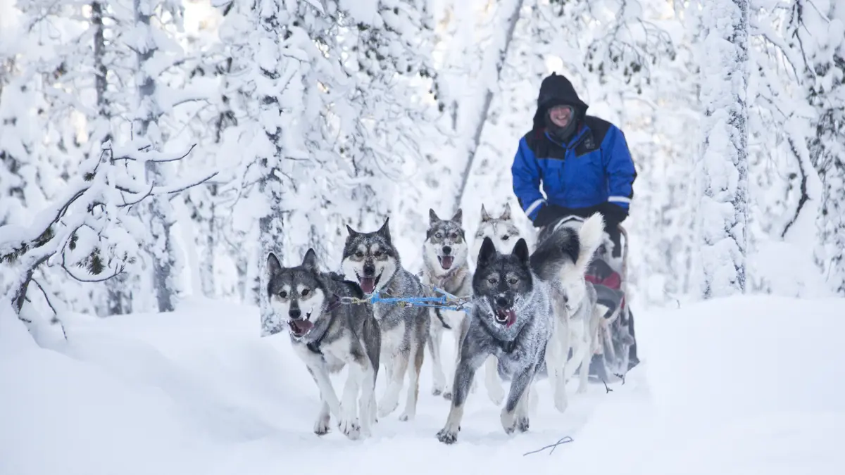 Muotka Wilderness Lodge Saariselka Huskies